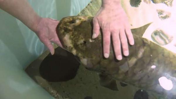 90歲高齡？美國加州現世界最長壽養殖魚