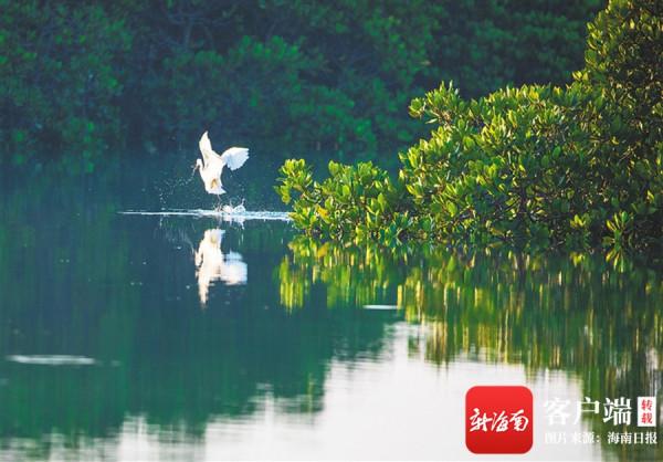 海南:鷺鳥翩躚生態美 海南:鷺鳥翩躚生態美