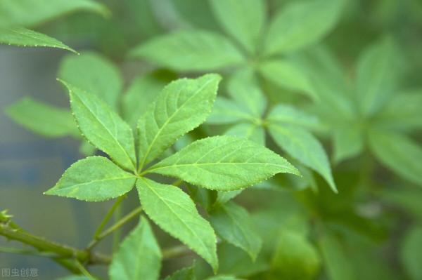 刺五加——一味可補脾、肺、腎、心的藥食同源中藥，不來了解下嗎