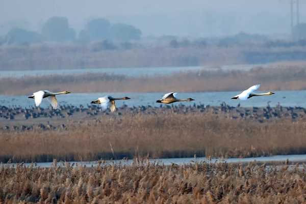 這隻天鵝成“團寵”，背後故事太有愛