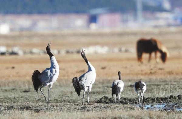 神奇樂土物種天堂 神奇樂土物種天堂