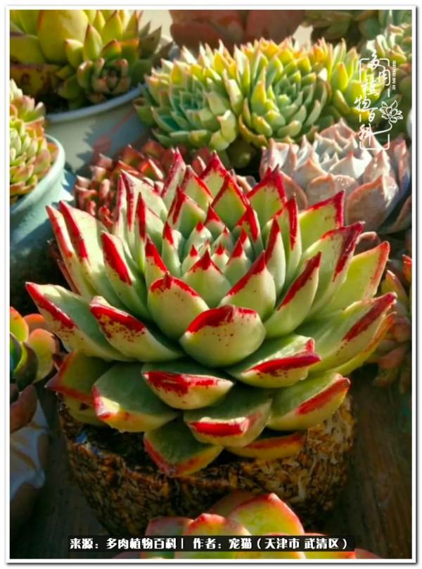 人生紛亂奈我幾何，與多肉相伴度年華