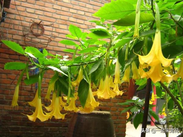 盤點十款有毒花，再喜歡也別養在家裡，你家養過幾種？