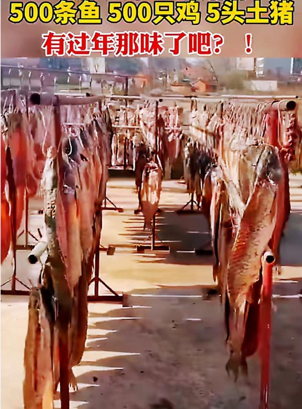 臘味十足，農戶院中曬500只雞、500條魚、5頭豬，網友看到流口水