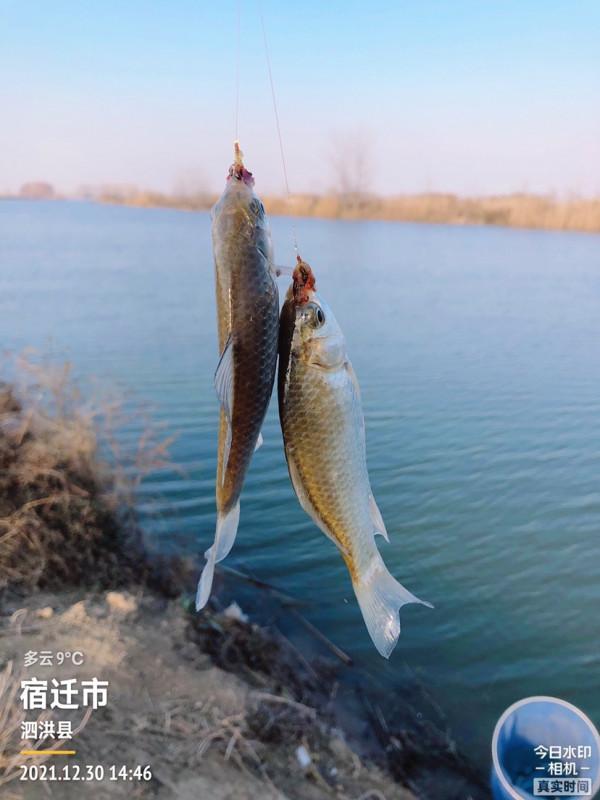 冰封天凍又何妨，漁者之樂有鯽相伴