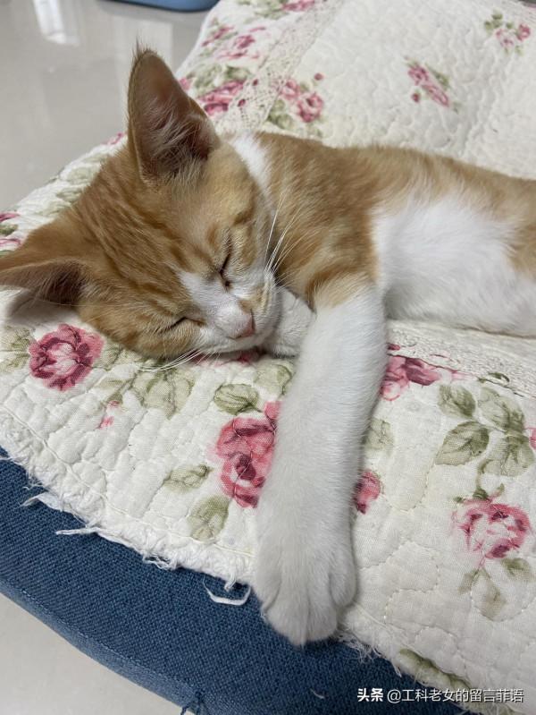 貓在可以安心睡覺的情況下,各種奇奇怪怪的睡姿就出現了 貓在可以安心睡覺的情況下,各種奇奇怪怪的睡姿就出現了