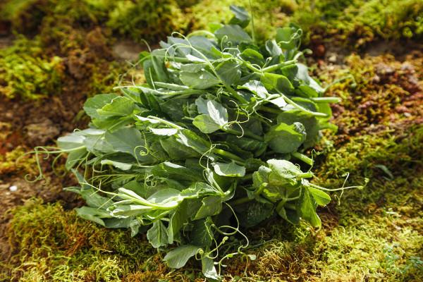 小雪節令能種哪些菜?別擔心,這三種越冬耐寒菜現在種不算遲 小雪節令能種哪些菜?別擔心,這三種越冬耐寒菜現在種不算遲