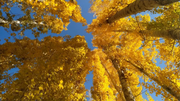 霍爾果斯秋景美不勝收! 霍爾果斯秋景美不勝收!