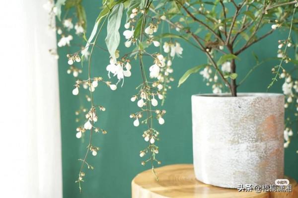 那些植物界的愛馬仕