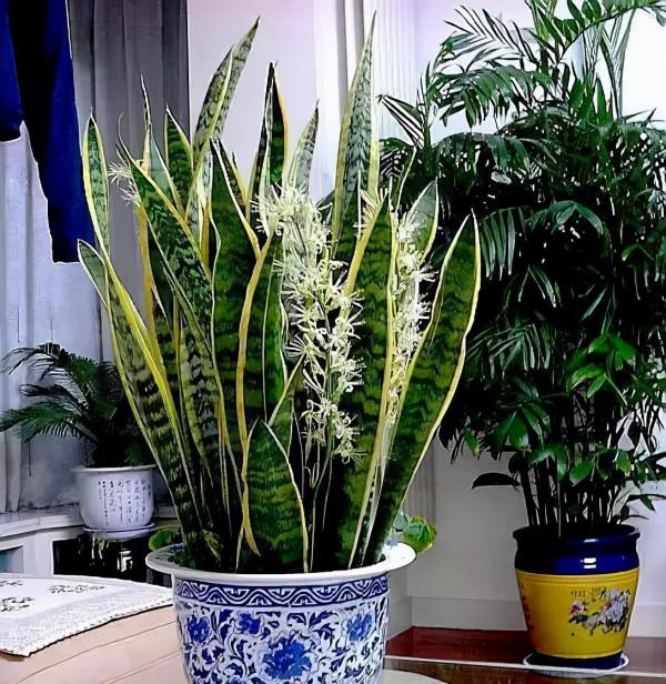 9種漂亮花,越冷越要曬太陽,控水薄肥,才能開得“奼紫嫣紅” 9種漂亮花,越冷越要曬太陽,控水薄肥,才能開得“奼紫嫣紅”