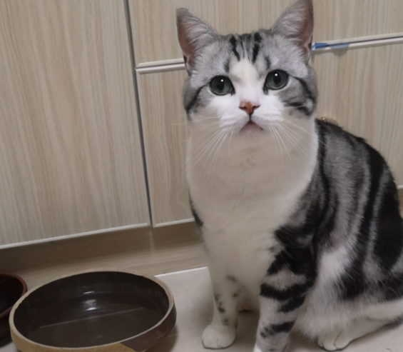 引起美短貓“淚痕”的原因，現在全告訴你