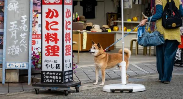 逛逛日本 &vert; 一券在手 遊走日本升龍道夢之旅