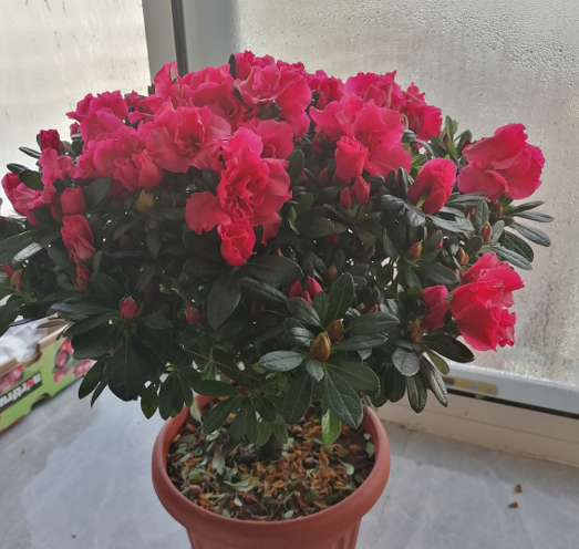 杜鵑花爛根爛葉是有原因的，不是它難養，是你沒掌握技巧