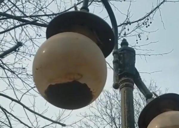 路燈裡面藏鯽魚，你說稀奇不稀奇？看看鯽魚的生命力有多頑強