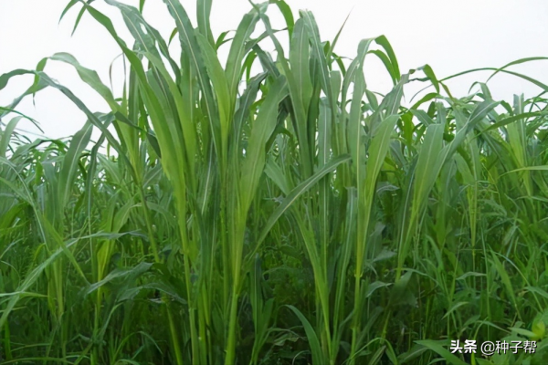 蘇丹草，草質柔軟，牛羊魚更加愛吃，畝產8000kg，既抗旱又耐澇