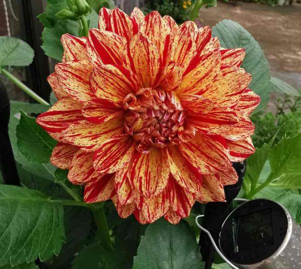 養花的三大境界,你在哪一層? 養花的三大境界,你在哪一層?