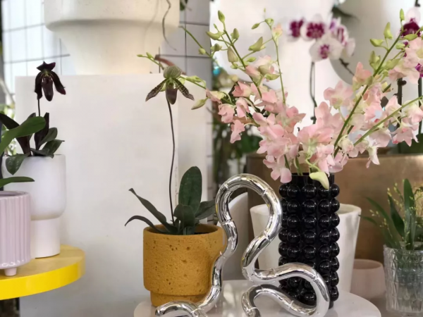 今年，養一棵兜蘭呀