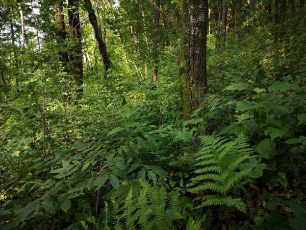 林下參雖好，但當下市場有幾個真貨？