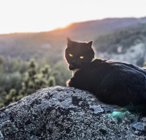 羨慕了！國外網友旅行時撿到一隻流浪貓，貓咪從此開始環遊世界