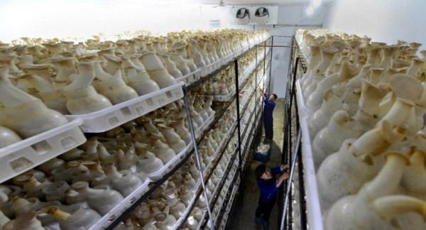 朝鮮：“蘑菇之國”