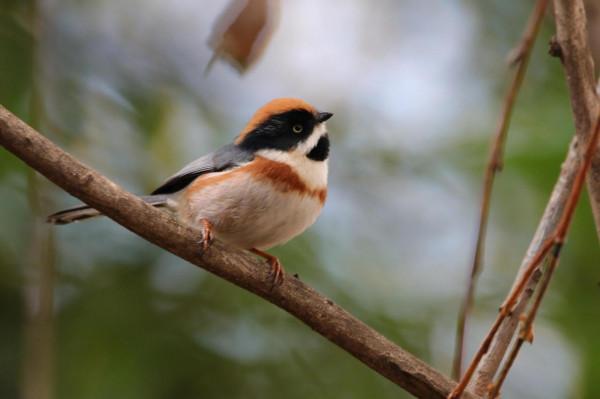 校園裡的鳥 校園裡的鳥