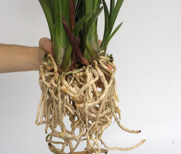 “18種”勤花勤苗的蘭花，價格不貴好養活，香味濃郁開品漂亮