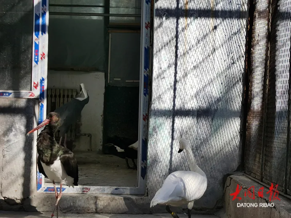 霜凍來襲!大同動物園裡的動物還好嗎? 霜凍來襲!大同動物園裡的動物還好嗎?