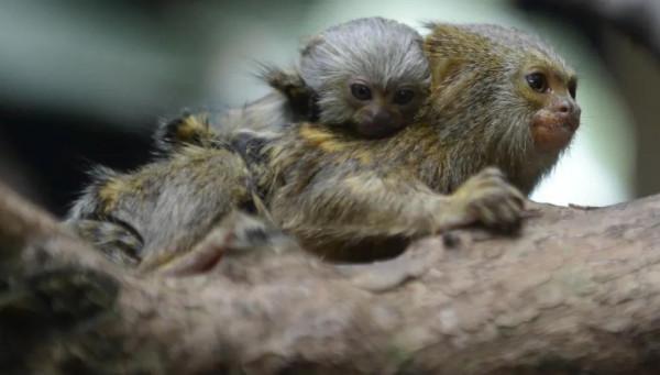 世界上最小的靈長類動物,體長僅14-16釐米 世界上最小的靈長類動物,體長僅14-16釐米
