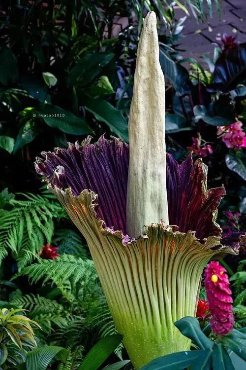 幾十年開花一次，花高三米，像一顆巨大的白菜，極其罕見