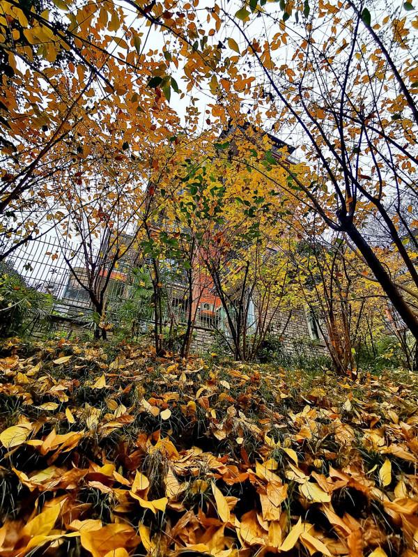 臘梅·白梅·紅梅：三梅齊放