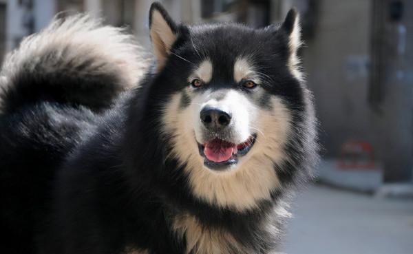 資訊量爆炸!這“不忠狗”排行榜,能顛覆你對這幾種狗的看法 資訊量爆炸!這“不忠狗”排行榜,能顛覆你對這幾種狗的看法