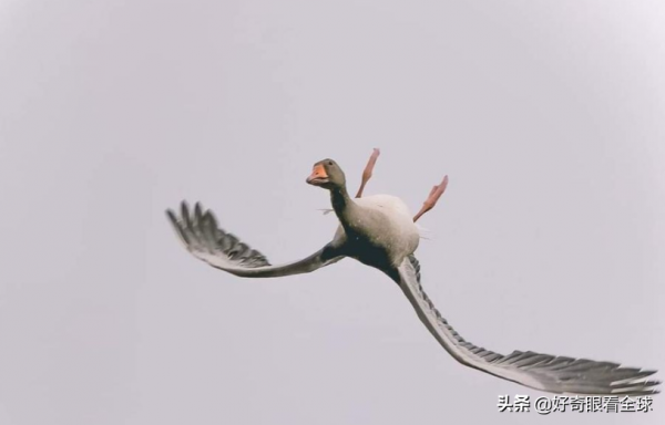 你見過鳥倒著飛嗎？