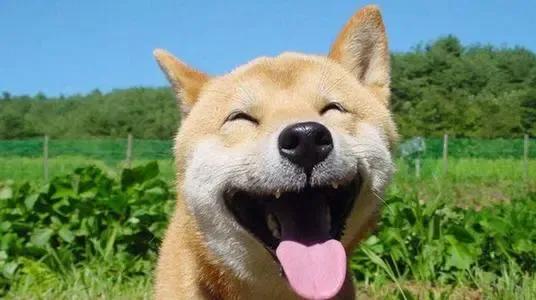 十二地支《戌狗》讚歌