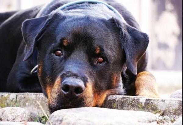 狗狗腳爪誤扣扳機!爺爺被子彈擊中,醒來後為它求情:它是乖狗狗 狗狗腳爪誤扣扳機!爺爺被子彈擊中,醒來後為它求情:它是乖狗狗