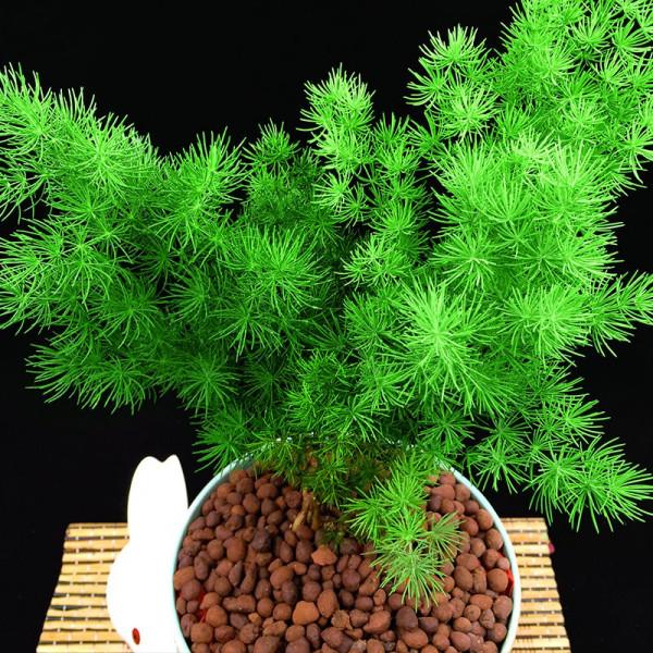 100種觀葉綠植,50種大型的,50種小型的,家裡沒有陽光也能養 100種觀葉綠植,50種大型的,50種小型的,家裡沒有陽光也能養