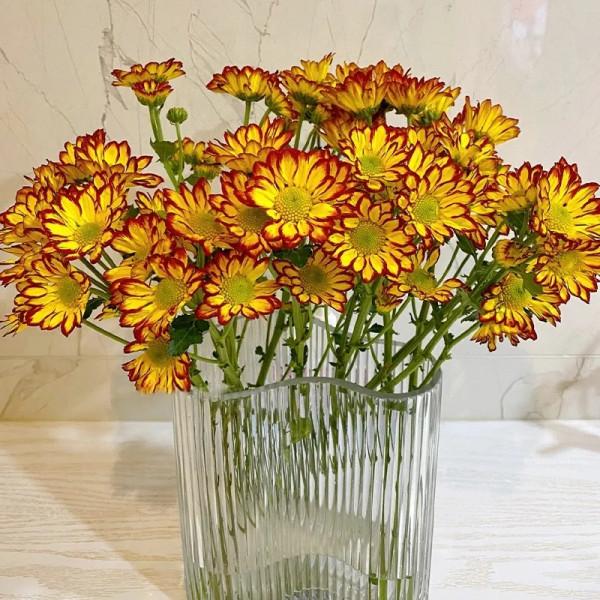 最推薦你買的花——小菊