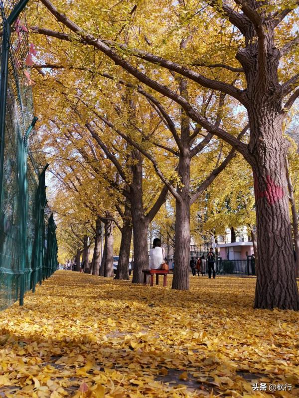再有半個月，北京將迎來最美的季節，12個銀杏寶藏地，附機位攻略