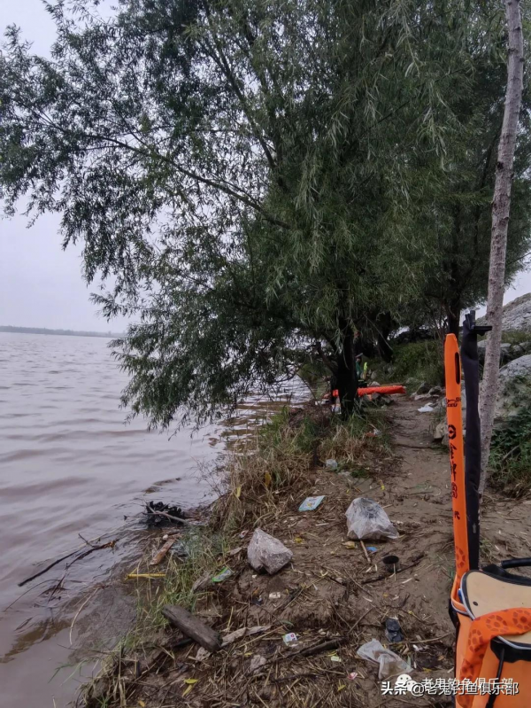 三角炮配螺鯉,釣黃河大鯉魚 三角炮配螺鯉,釣黃河大鯉魚