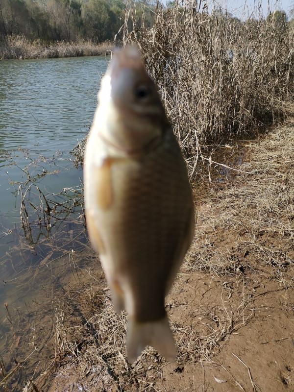 [十週年亅艱難釣魚路,我用妙招撬開鯽魚口 [十週年亅艱難釣魚路,我用妙招撬開鯽魚口