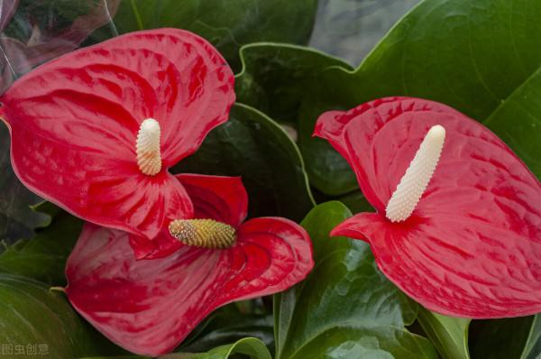 買前看不上,養過後真香!這10種小花草,每一種都是“顏值擔當” 買前看不上,養過後真香!這10種小花草,每一種都是“顏值擔當”