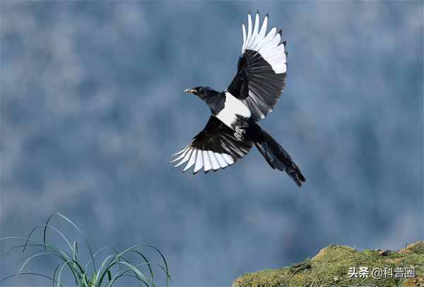 為什麼喜鵲窩不怕雨雪？它的&OpenCurlyDoubleQuote;高層別墅&rdquo;敗絮其外，金玉其中