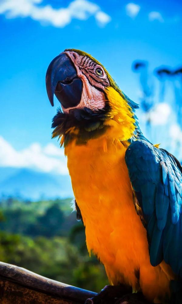 4K高畫質桌布-動物系列(鸚鵡) 4K高畫質桌布-動物系列(鸚鵡)