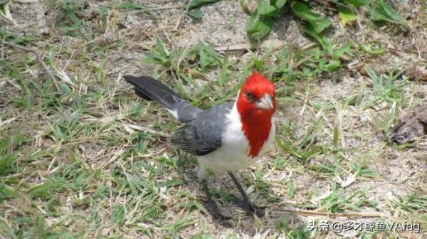 紅頭喜鵲鳥,報喜鳥 紅頭喜鵲鳥,報喜鳥