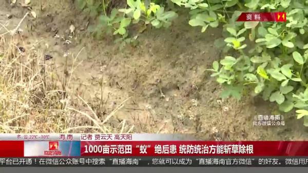 居心不良！天津海關查獲黑寡婦毒蜘蛛，它們究竟是怎樣混入貨物？