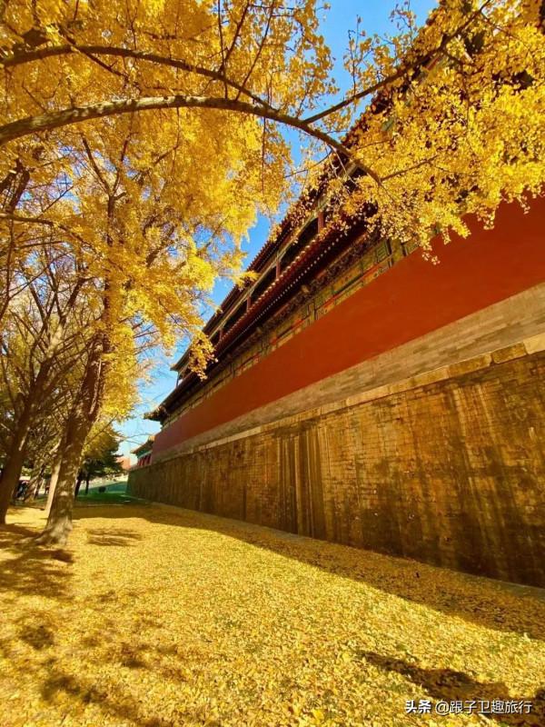 北京故宮醉人秋色:6個銀杏拍攝點,拍出這一季的美輪美奐 北京故宮醉人秋色:6個銀杏拍攝點,拍出這一季的美輪美奐