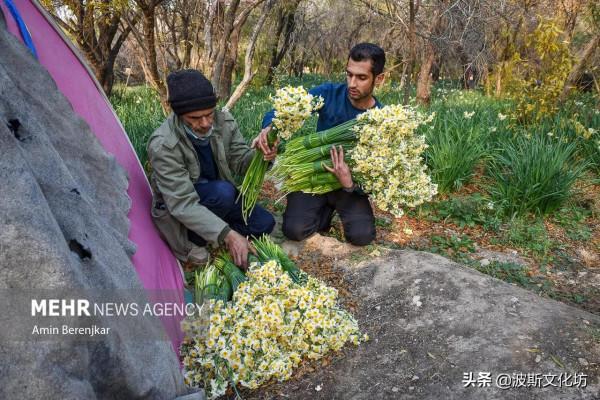 伊朗冬日波斯水仙盛開