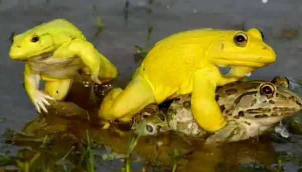 66張圖片帶你看看，那些有著驚豔“顏值”的動物