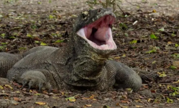科莫多巨蜥捕獵到進食，基本不耗費什麼體力 簡單粗暴