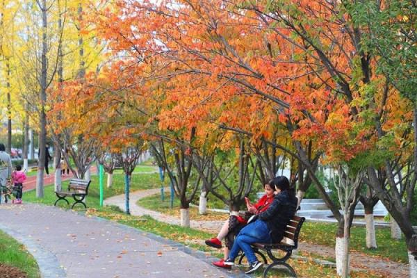醉人的濱江銀杏公園