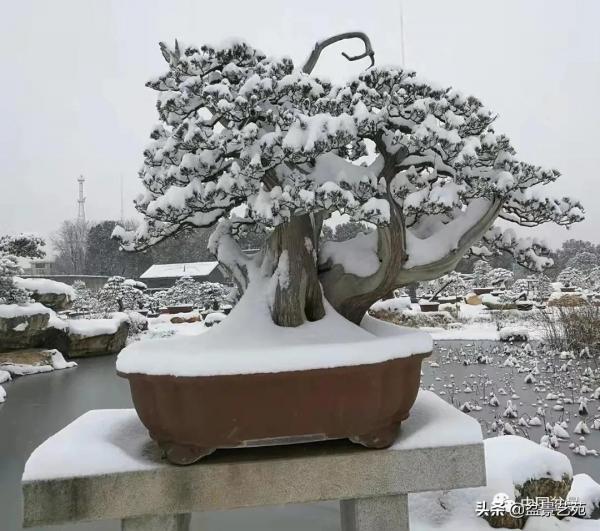 老樹閒看百鳥歸——訪著名盆景藝術家曹志振先生